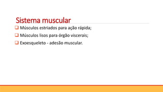 Sistema muscular
 Músculos estriados para ação rápida;
 Músculos lisos para órgão viscerais;
 Exoesqueleto - adesão muscular.
 