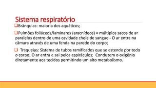 Sistema respiratório
Brânquias: maioria dos aquáticos;
Pulmões foliáceos/laminares (aracnídeos) = múltiplos sacos de ar
paralelos dentro de uma cavidade cheia de sangue - O ar entra na
câmara através de uma fenda na parede do corpo;
 Traqueias: Sistema de tubos ramificados que se estende por todo
o corpo; O ar entra e sai pelos espiráculos; Conduzem o oxigênio
diretamente aos tecidos permitindo um alto metabolismo.
 