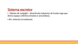 Sistema excretor
 Túbulos de malpighi – divertículos tubulares de fundo cego que
drena espaço celômico (insetos e aracnídeos).
Gls. antenais (crustáceos).
 