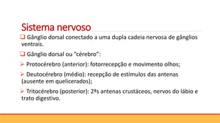 Sistema nervoso
 Gânglio dorsal conectado a uma dupla cadeia nervosa de gânglios
ventrais.
 Gânglio dorsal ou “cérebro”:
 Protocérebro (anterior): fotorrecepção e movimento olhos;
 Deutocérebro (médio): recepção de estímulos das antenas
(ausente em quelicerados);
 Tritocérebro (posterior): 2ªs antenas crustáceos, nervos do lábio e
trato digestivo.
 