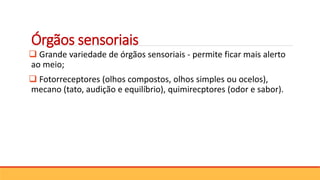 Órgãos sensoriais
 Grande variedade de órgãos sensoriais - permite ficar mais alerto
ao meio;
 Fotorreceptores (olhos compostos, olhos simples ou ocelos),
mecano (tato, audição e equilíbrio), quimirecptores (odor e sabor).
 