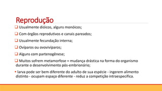 Reprodução
 Usualmente dióicos, alguns monóicos;
 Com órgãos reprodutivos e canais pareados;
 Usualmente fecundação interna;
 Ovíparos ou ovovivíparos;
 Alguns com partenogênese;
 Muitos sofrem metamorfose = mudança drástica na forma do organismo
durante o desenvolvimento pós-embrionário;
 larva pode ser bem diferente do adulto de sua espécie - ingerem alimento
distinto - ocupam espaço diferente - reduz a competição intraespecífica.
 