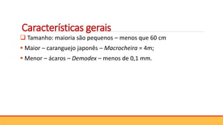 Características gerais
 Tamanho: maioria são pequenos – menos que 60 cm
 Maior – caranguejo japonês – Macrocheira = 4m;
 Menor – ácaros – Demodex – menos de 0,1 mm.
 