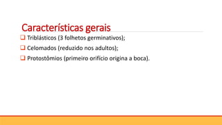 Características gerais
 Triblásticos (3 folhetos germinativos);
 Celomados (reduzido nos adultos);
 Protostômios (primeiro orifício origina a boca).
 