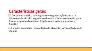 Características gerais
 Corpo metamérico com tagmose – segmentação externa e
interna e a fusão dos segmentos durante o desenvolvimento para
formar os grupos funcionais (regiões com mesma estrutura e
função);
 Funções sensoriais, manipulação de alimento, locomoção (= ação
rápida).
 