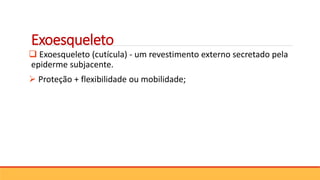 Exoesqueleto
 Exoesqueleto (cutícula) - um revestimento externo secretado pela
epiderme subjacente.
 Proteção + flexibilidade ou mobilidade;
 