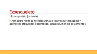  Exoesqueleto (cutícula)
 Armadura rígida com regiões finas e flexíveis (articulações) =
apêndices articulados (locomoção, sensorial, menejo de alimento);
Exoesqueleto
 