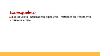 Exoesqueleto
 Exoesqueleto (cutícula) não expansível – restrições ao crescimento
= muda ou ecdise;
 