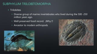SUBPHYLUM TRILOBITOMORPHA
• Trilobites
• Diverse group of marine invertebrates who lived during the 500 -250
million years ago.
• Well preserved fossil record. (Why?)
• Ancestor to modern arthropods
 