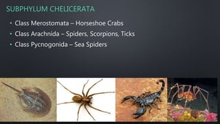 SUBPHYLUM CHELICERATA
• Class Merostomata – Horseshoe Crabs
• Class Arachnida – Spiders, Scorpions, Ticks
• Class Pycnogonida – Sea Spiders
 