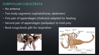 SUBPHYLUM CHELICERATA
• No antenna
• Two body segments (cephalothorax, abdomen)
• First pair of appendages (chelicera) adapted for feeding
• Second pair of appendages (pedipalps) to hold prey
• Book lungs/book gills for respiration
 