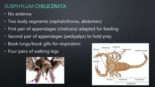 SUBPHYLUM CHELICERATA
• No antenna
• Two body segments (cephalothorax, abdomen)
• First pair of appendages (chelicera) adapted for feeding
• Second pair of appendages (pedipalps) to hold prey
• Book lungs/book gills for respiration
• Four pairs of walking legs
 