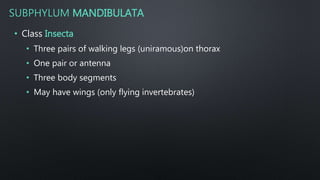 SUBPHYLUM MANDIBULATA
• Class Insecta
• Three pairs of walking legs (uniramous)on thorax
• One pair or antenna
• Three body segments
• May have wings (only flying invertebrates)
 