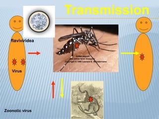 Virus
Transmission
Zoonotic virus
flaviviridea
 