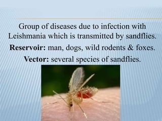 Group of diseases due to infection with
Leishmania which is transmitted by sandflies.
Reservoir: man, dogs, wild rodents & foxes.
Vector: several species of sandflies.
 