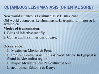 CUTANEOUS LEISHMANIASIS (ORIENTAL SORE)
New world cutaneous Leishmaniasis: L. mexicana.
Old world cutaneous Leishmaniasis: L. tropica, L. major & L.
aethiopica.
Modes of transmission:
1. Bites of infective sandfly.
2. Contact with skin lesions of case.
Occurrence:
 L. Mexicana: Mexico & Peru.
 L. tropica: Central Asia, India & West Africa. In Egypt it is
found in Alexandria region.
 L. major: Mediterranean & Southwest Asia.
 L. aethiopica: Ethiopia & Kenya.
 
