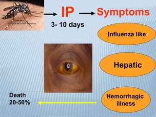 IP
3- 10 days
Symptoms
Influenza like
Hepatic
Hemorrhagic
illness
Death
20-50%
 