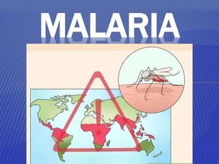 MALARIA
 