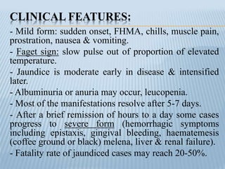 CLINICAL FEATURES:
- Mild form: sudden onset, FHMA, chills, muscle pain,
prostration, nausea & vomiting.
- Faget sign: slow pulse out of proportion of elevated
temperature.
- Jaundice is moderate early in disease & intensified
later.
- Albuminuria or anuria may occur, leucopenia.
- Most of the manifestations resolve after 5-7 days.
- After a brief remission of hours to a day some cases
progress to severe form (hemorrhagic symptoms
including epistaxis, gingival bleeding, haematemesis
(coffee ground or black) melena, liver & renal failure).
- Fatality rate of jaundiced cases may reach 20-50%.
 