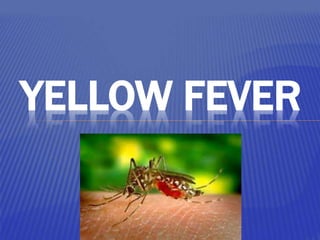 YELLOW FEVER
 