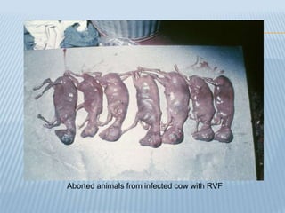 Aborted animals from infected cow with RVF
 