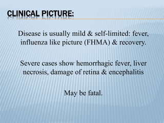 CLINICAL PICTURE:
Disease is usually mild & self-limited: fever,
influenza like picture (FHMA) & recovery.
Severe cases show hemorrhagic fever, liver
necrosis, damage of retina & encephalitis
May be fatal.
 