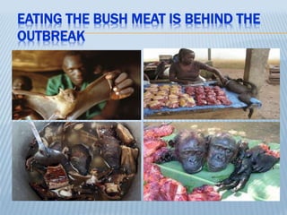EATING THE BUSH MEAT IS BEHIND THE
OUTBREAK
 