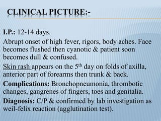 CLINICAL PICTURE:-
I.P.: 12-14 days.
Abrupt onset of high fever, rigors, body aches. Face
becomes flushed then cyanotic & patient soon
becomes dull & confused.
Skin rash appears on the 5th day on folds of axilla,
anterior part of forearms then trunk & back.
Complications: Bronchopneumonia, thrombotic
changes, gangrenes of fingers, toes and genitalia.
Diagnosis: C/P & confirmed by lab investigation as
weil-felix reaction (agglutination test).
 