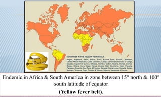Endemic in Africa & South America in zone between 15° north & 100°
south latitude of equator
(Yellow fever belt).
 