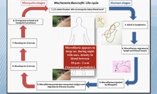 Microfilaria appears in
large no. during night
with max. density in
blood between
10 p.m - 2 a.m
(Nocturnal periodicity)
 