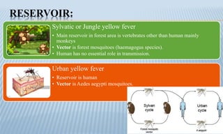 RESERVOIR:
Sylvatic or Jungle yellow fever
• Main reservoir in forest area is vertebrates other than human mainly
monkeys
• Vector is forest mosquitoes (haemagogus species).
• Human has no essential role in transmission.
Urban yellow fever
• Reservoir is human
• Vector is Aedes aegypti mosquitoes.
 