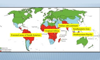 Tropical Africa
Southwestern PacificForested areas of South America
Southeastern Asia
Indian sub-continent
 