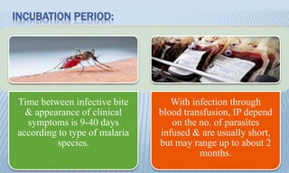 INCUBATION PERIOD:
Time between infective bite
& appearance of clinical
symptoms is 9-40 days
according to type of malaria
species.
With infection through
blood transfusion, IP depend
on the no. of parasites
infused & are usually short,
but may range up to about 2
months.
 
