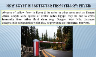 HOW EGYPT IS PROTECTED FROM YELLOW FEVER:
Absence of yellow fever in Egypt & its rarity in other areas such as Eastern
Africa despite wide spread of vector aedes Egypti may be due to cross
immunity from other flavi virus (e.g. Dengue, West Nile, Japanese
encephalitis) in population which may be providing an (ecological barrier).
 