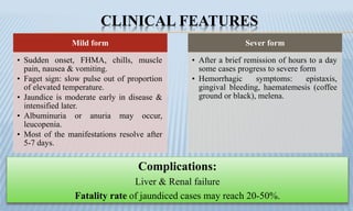 CLINICAL FEATURES
Complications:
Liver & Renal failure
Fatality rate of jaundiced cases may reach 20-50%.
Mild form
• Sudden onset, FHMA, chills, muscle
pain, nausea & vomiting.
• Faget sign: slow pulse out of proportion
of elevated temperature.
• Jaundice is moderate early in disease &
intensified later.
• Albuminuria or anuria may occur,
leucopenia.
• Most of the manifestations resolve after
5-7 days.
Sever form
• After a brief remission of hours to a day
some cases progress to severe form
• Hemorrhagic symptoms: epistaxis,
gingival bleeding, haematemesis (coffee
ground or black), melena.
 