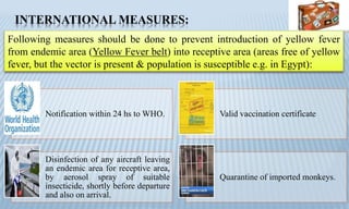 INTERNATIONAL MEASURES:
Following measures should be done to prevent introduction of yellow fever
from endemic area (Yellow Fever belt) into receptive area (areas free of yellow
fever, but the vector is present & population is susceptible e.g. in Egypt):
Notification within 24 hs to WHO. Valid vaccination certificate
Disinfection of any aircraft leaving
an endemic area for receptive area,
by aerosol spray of suitable
insecticide, shortly before departure
and also on arrival.
Quarantine of imported monkeys.
 
