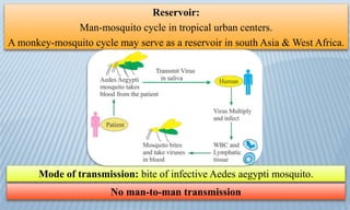 Reservoir:
Man-mosquito cycle in tropical urban centers.
A monkey-mosquito cycle may serve as a reservoir in south Asia & West Africa.
Mode of transmission: bite of infective Aedes aegypti mosquito.
No man-to-man transmission
 
