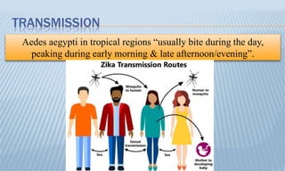 TRANSMISSION
Aedes aegypti in tropical regions “usually bite during the day,
peaking during early morning & late afternoon/evening”.
 