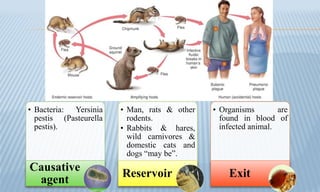 • Bacteria: Yersinia
pestis (Pasteurella
pestis).
Causative
agent
• Man, rats & other
rodents.
• Rabbits & hares,
wild carnivores &
domestic cats and
dogs “may be”.
Reservoir
• Organisms are
found in blood of
infected animal.
Exit
 
