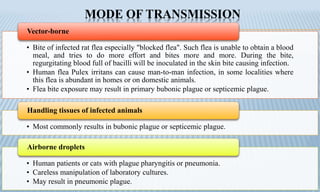 MODE OF TRANSMISSION
• Bite of infected rat flea especially "blocked flea". Such flea is unable to obtain a blood
meal, and tries to do more effort and bites more and more. During the bite,
regurgitating blood full of bacilli will be inoculated in the skin bite causing infection.
• Human flea Pulex irritans can cause man-to-man infection, in some localities where
this flea is abundant in homes or on domestic animals.
• Flea bite exposure may result in primary bubonic plague or septicemic plague.
Vector-borne
• Most commonly results in bubonic plague or septicemic plague.
Handling tissues of infected animals
• Human patients or cats with plague pharyngitis or pneumonia.
• Careless manipulation of laboratory cultures.
• May result in pneumonic plague.
Airborne droplets
 