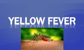 YELLOW FEVER
 