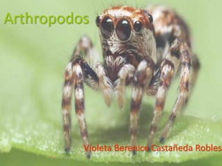 Arthropodos
Violeta Berenice Castañeda Robles
 