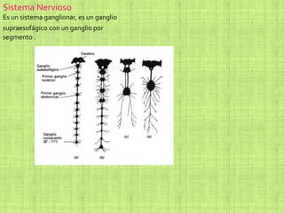 Sistema Nervioso
Es un sistema ganglionar, es un ganglio
supraesofágico con un ganglio por
segmento .
 