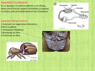 Aparato Circulatorio
Es un aparato circulatorio abierto y sin células,
tiene como función repartir nutrientes y oxigenar
el cuerpo, esto principalmente en los crustáceos.
Aparato Respiratorio
1.Cuticular: en organismos menores a
2mm y acuático
2. Branquias trilobiticas
3.Branquias en libro
4.Pulmones en libro
 