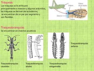 Tráqueas
Las tráqueas se le atribuyen
principalmente a insectos y algunos arácnidos,
las tráqueas se derivan del ectodermo,
se encuentran de un par por segmento y
son flexibles.
Traqueobranquias
Se encuentran en insectos acuáticos
Traqueobranquias
caudales
Traqueobranquias
anales
Traqueobranquias
estigamales
Traqueobranquias
axilares
 