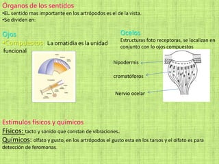 Órganos de los sentidos
•EL sentido mas importante en los artrópodos es el de la vista.
•Se dividen en:
Ojos
•Compuestos: La omatidia es la unidad
funcional
Ocelos
Estructuras foto receptoras, se localizan en
conjunto con lo ojos compuestos
Nervio ocelar
cromatóforos
hipodermis
Estímulos físicos y químicos
Físicos: tacto y sonido que constan de vibraciones.
Químicos: olfato y gusto, en los artrópodos el gusto esta en los tarsos y el olfato es para
detección de feromonas.
 