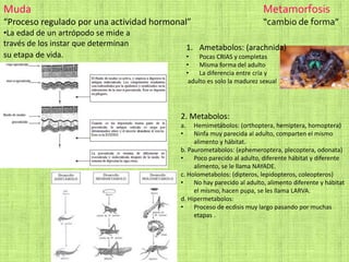 Muda
“Proceso regulado por una actividad hormonal”
•La edad de un artrópodo se mide a
través de los instar que determinan
su etapa de vida.
Metamorfosis
“cambio de forma”
1. Ametabolos: (arachnida)
• Pocas CRIAS y completas
• Misma forma del adulto
• La diferencia entre cría y
adulto es solo la madurez sexual
2. Metabolos:
a. Hemimetábolos: (orthoptera, hemiptera, homoptera)
• Ninfa muy parecida al adulto, comparten el mismo
alimento y hábitat.
b. Paurometabolos: (ephemeroptera, plecoptera, odonata)
• Poco parecido al adulto, diferente hábitat y diferente
alimento, se le llama NAYADE.
c. Holometabolos: (dipteros, lepidopteros, coleopteros)
• No hay parecido al adulto, alimento diferente y hábitat
el mismo, hacen pupa, se les llama LARVA.
d. Hipermetabolos:
• Proceso de ecdisis muy largo pasando por muchas
etapas .
 