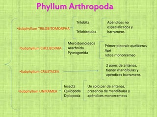 Phyllum Arthropoda
•Subphyllum TRILOBITOMORPHA
Trilobita
Trilobitoidea
Apéndices no
especializados y
barrameos
•Subphyllum CHELIECRATA
Merostomoideos
Arachnida
Pycnogonida
Primer pleoral= quelíceros
Apé
ndice monorrameo
•Subphyllum CRUSTACEA
2 pares de antenas,
tienen mandíbulas y
apéndices burrameos.
•Subphyllum UNIRAMEA
Insecta
Quilopoda
Diplopoda
Un solo par de antenas,
presencia de mandíbulas y
apéndices monorrameos
 
