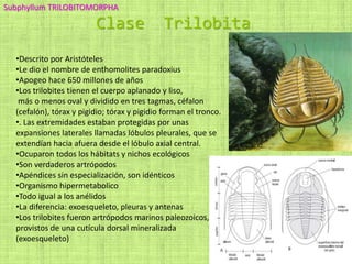 Clase Trilobita
•Descrito por Aristóteles
•Le dio el nombre de enthomolites paradoxius
•Apogeo hace 650 millones de años
•Los trilobites tienen el cuerpo aplanado y liso,
más o menos oval y dividido en tres tagmas, céfalon
(cefalón), tórax y pigidio; tórax y pigidio forman el tronco.
•. Las extremidades estaban protegidas por unas
expansiones laterales llamadas lóbulos pleurales, que se
extendían hacia afuera desde el lóbulo axial central.
•Ocuparon todos los hábitats y nichos ecológicos
•Son verdaderos artrópodos
•Apéndices sin especialización, son idénticos
•Organismo hipermetabolico
•Todo igual a los anélidos
•La diferencia: exoesqueleto, pleuras y antenas
•Los trilobites fueron artrópodos marinos paleozoicos,
provistos de una cutícula dorsal mineralizada
(exoesqueleto)
Subphyllum TRILOBITOMORPHA
 