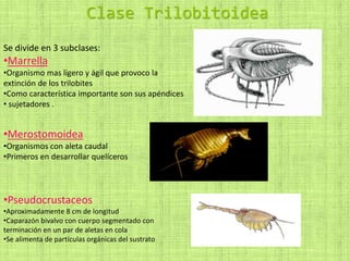 Clase Trilobitoidea
Se divide en 3 subclases:
•Marrella
•Organismo mas ligero y ágil que provoco la
extinción de los trilobites
•Como característica importante son sus apéndices
• sujetadores .
•Merostomoidea
•Organismos con aleta caudal
•Primeros en desarrollar quelíceros
•Pseudocrustaceos
•Aproximadamente 8 cm de longitud
•Caparazón bivalvo con cuerpo segmentado con
terminación en un par de aletas en cola
•Se alimenta de partículas orgánicas del sustrato
 
